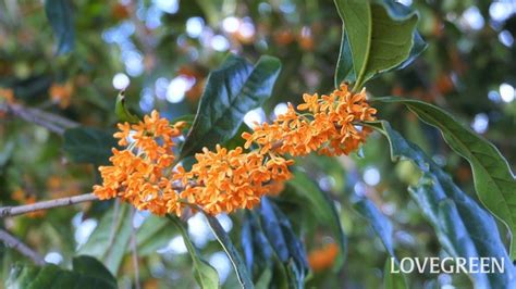 花樹種類|「庭木・花木」植物一覧（条件から探す）｜図鑑検索｜みんなの 